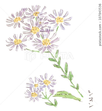 秋天的花朵、整齊的丁香花和紫苑 (紫苑) 的水彩插圖 107843536