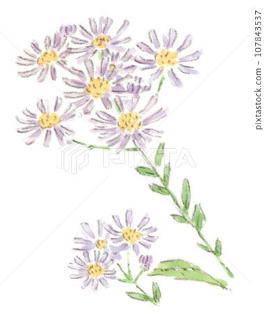 秋天的花朵、整齊的丁香花和紫苑 (紫苑) 的水彩插圖 107843537