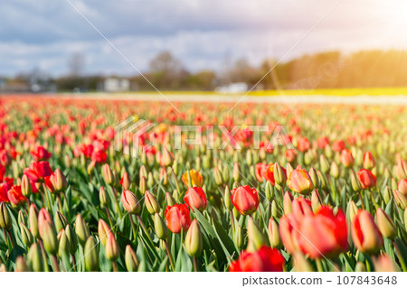 Amazing blooming colorful Tulip. Beautiful red tulip flowers in field landscape in the Netherlands Amazing blooming colorful Tulip. Beautiful red tulip flowers in field landscape in the Netherlands 107843648