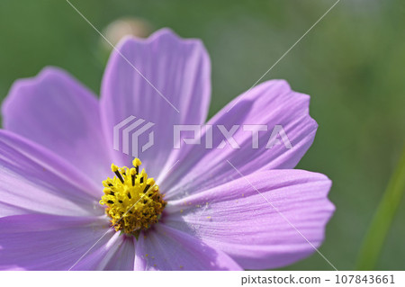 波斯菊花 107843661