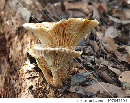 松尾路生態照片 松尾路生態照片 107843704