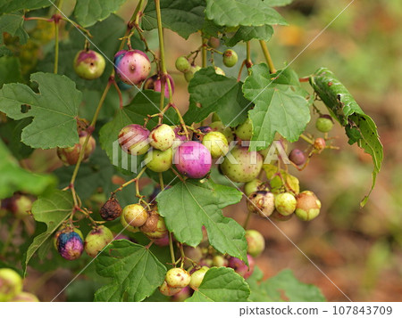 Fruit of nobudo 107843709