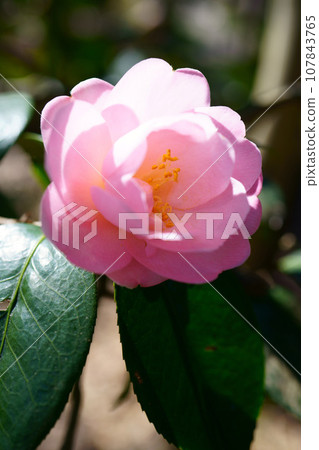 5083 山茶花春曙 107843765