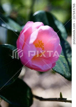 5082 山茶花春曙 107843766