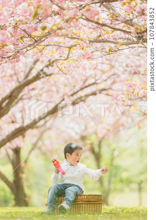 Little boy playing in the park where the cherry blossoms bloom 107843852