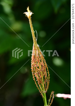 即將開放的潘帕斯草穗 107844371