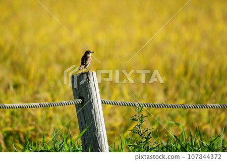 Autumn female flycatcher perching on a stake 107844372