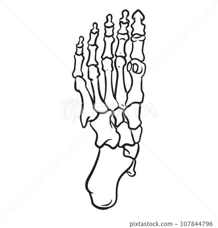 Bones of foot sketch Bones of foot sketch 107844796