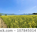 Landscape with rape field 107845014