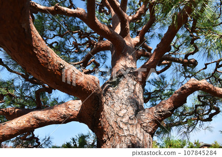 Red pine Red pine 107845284