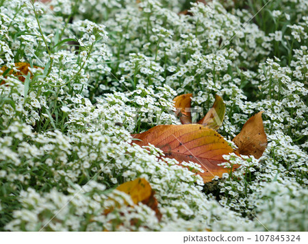 Alyssum and autumn leaves 107845324