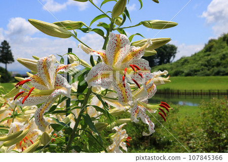 Mountain lily, image Mountain lily, image 107845366