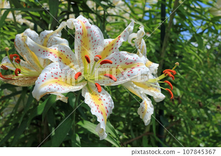 Mountain lily, image Mountain lily, image 107845367