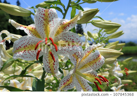 Mountain lily, image 107845368