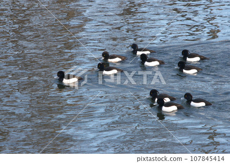 Flock of Kingfishes 107845414