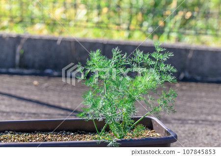 Dill is a refreshingly aromatic herb belonging to the Umbelliferae family and genus Dill. Great for carpaccio, pickles, fish dishes, etc. 107845853