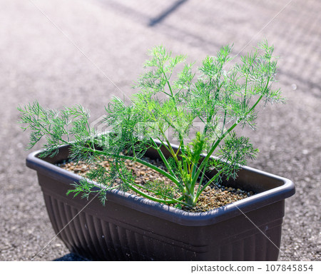 Dill is a refreshingly aromatic herb belonging to the Umbelliferae family and genus Dill. Great for carpaccio, pickles, fish dishes, etc. Dill is a refreshingly aromatic herb belonging to the Umbelliferae family and genus Dill. Great for carpaccio, pickles, fish dishes, etc. 107845854
