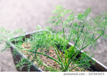 Dill is a refreshingly aromatic herb belonging to the Umbelliferae family and genus Dill. Great for carpaccio, pickles, fish dishes, etc. Dill is a refreshingly aromatic herb belonging to the Umbelliferae family and genus Dill. Great for carpaccio, pickles, fish dishes, etc. 107845855