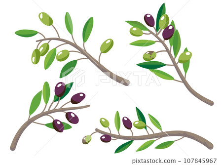 Set of 4 types of olive branches Set of 4 types of olive branches 107845967