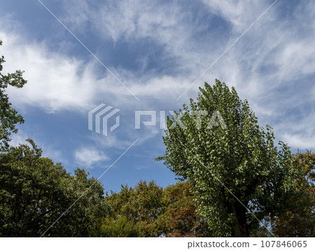 秋天的天空和樹木背景素材 107846065