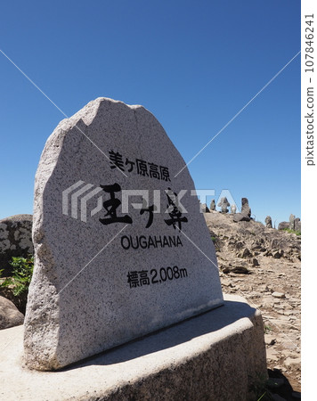 美原高原黃金花 107846241