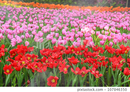 beautiful red and pink tulip in the garden, natural background beautiful red and pink tulip in the garden, natural background 107846350