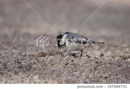 Higara 嘴裡叼著動物的毛髮 107846731