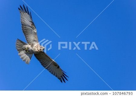 A buzzard circling in search of prey against a blue sky background 107846793
