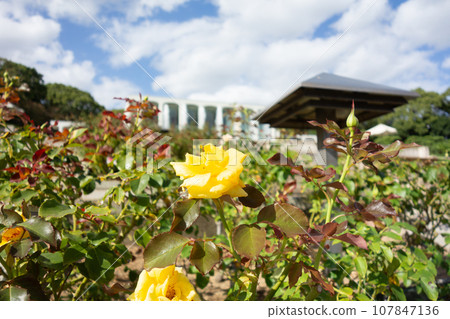 Yellow roses blooming in the garden at Suma Rikyu Park in Kobe City Yellow roses blooming in the garden at Suma Rikyu Park in Kobe City 107847136