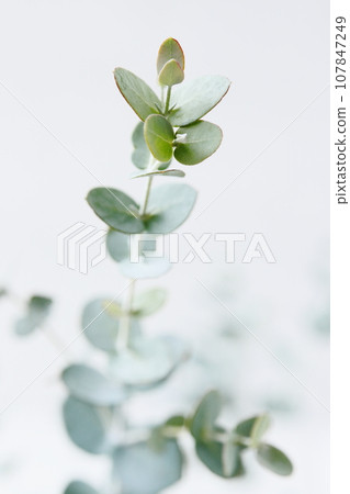Eucalyptus 107847249