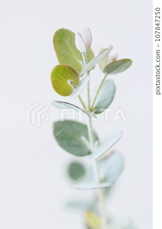 桉樹尼 107847250