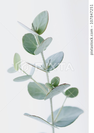 桉樹尼 桉樹尼 107847251