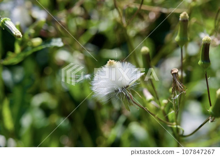 夏季蒲公英圖像（種子） 107847267