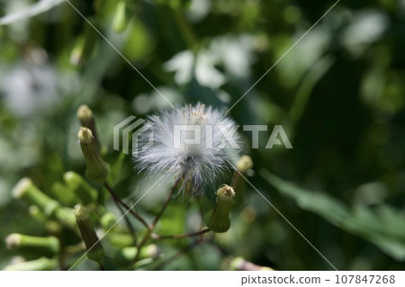 夏季蒲公英圖像（種子） 107847268