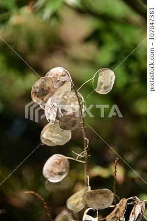Lunaria withered seed bag Lunaria withered seed bag 107847381