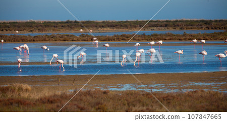 Flamingos in Ebro river Delta Flamingos in Ebro river Delta 107847665