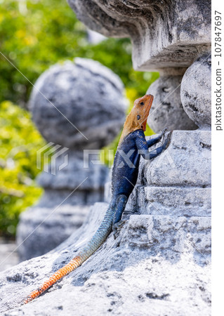 Southern rock agama lizard sitting on rock, a blue, red and orange lizard known as one of the most colorful and attractive lizards in the world. Southern rock agama lizard sitting on rock, a blue, red and orange lizard known as one of the most colorful and attractive lizards in the world. 107847697