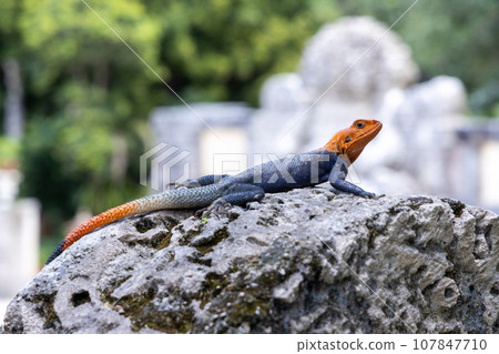 Southern rock agama lizard sitting on rock, a blue, red and orange lizard known as one of the most colorful and attractive lizards in the world. 107847710