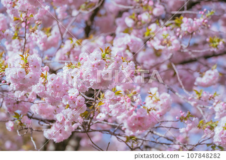 群馬藤岡櫻山公園的櫻花 107848282