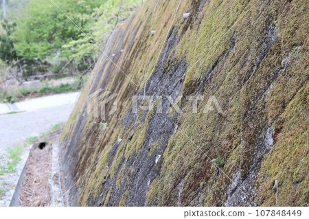 Mossy retaining wall 107848449