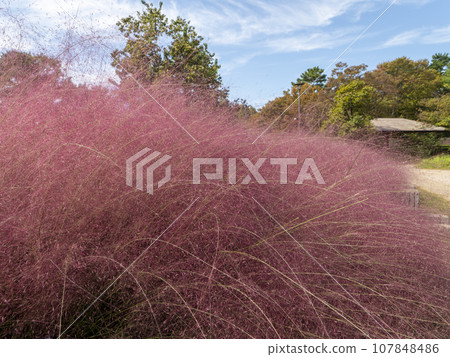 藍天和 Muhlenbergia capillaris 藍天和 Muhlenbergia capillaris 107848486