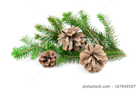 Pine cone on branch isolated on white background. 107848507