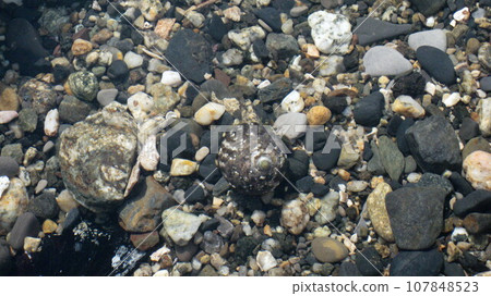 一隻寄居蟹在清澈海水中的岩石區域徘徊 107848523