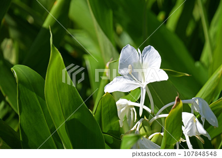 Ginger Lily, Flower Curse, White Ginger Ginger Lily, Flower Curse, White Ginger 107848548