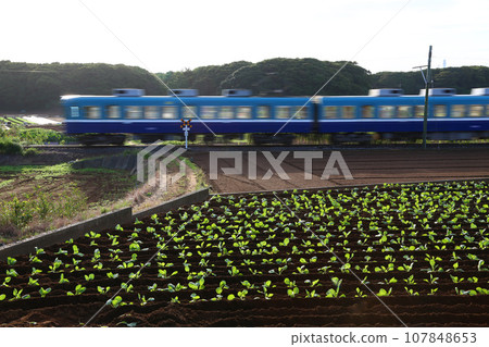 Choshi Electric Railway running through a cabbage field in the morning Choshi Electric Railway running through a cabbage field in the morning 107848653