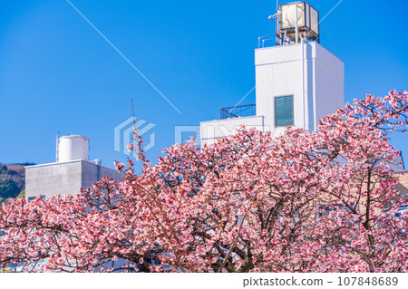 (Shizuoka Prefecture) Japan's earliest blooming Atami cherry tree in Itokawa, Atami City 107848689