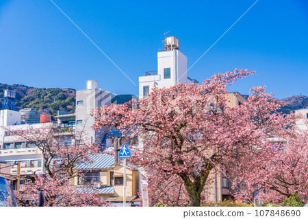 （靜岡縣）熱海市絲川市日本最早開花的熱海櫻花 107848690