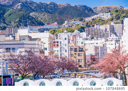 （靜岡縣）熱海市絲川市日本最早開花的熱海櫻花 107848695