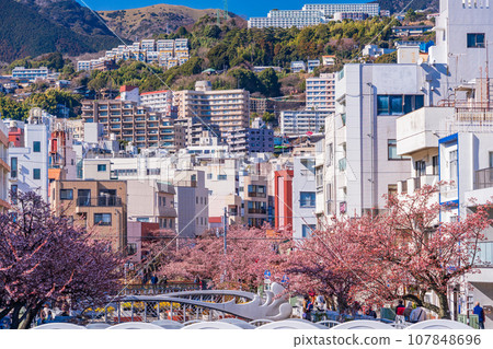 （靜岡縣）熱海市絲川市日本最早開花的熱海櫻花 107848696