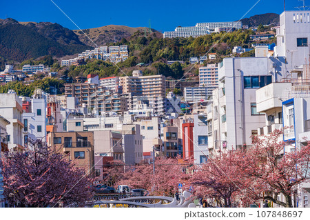 (Shizuoka Prefecture) Japan's earliest blooming Atami cherry tree in Itokawa, Atami City (Shizuoka Prefecture) Japan's earliest blooming Atami cherry tree in Itokawa, Atami City 107848697